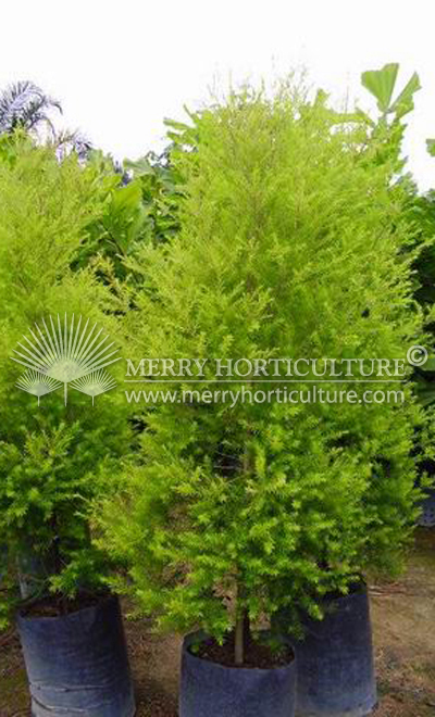 Callistemon gold 1